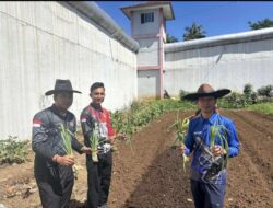 Dorong Kemandirian, Lapas Kotaagung Gelar Penanaman Daun Bawang