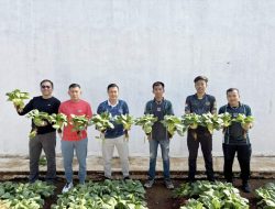 Dukung Ketahanan Pangan Nasional, Rutan Sukadanan Berhasil Panen 50 Ikat Pakcoy