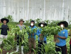 Wujud Pemasyarakatan Dukung Ketahanan Pangan Nasional, Lapas Kotaagung Gelar Panen Kangkung