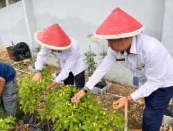 Ketahanan Pangan, Rutan Kotabumi Tanam Cabai dan Panen Raya