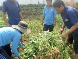 Lapas Kotaagung Kembali Panen Kangkung Hasil Kemandirian Warga Binaan