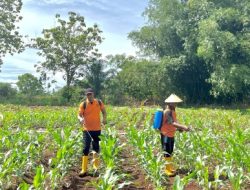 Rutan Sukadana Laksanakan Perawatan Tanaman Jagung Manis, Wujud Nyata Dukungan terhadap Program Ketahanan Pangan Nasional