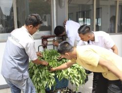 Lapas Kotaagung Panen Kangkung dan Terong Segar Hasil dari Tangan Warga Binaan