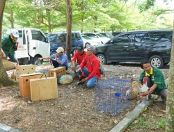 Kontes Nasional Ayam Pelung dan Ayam Ketawa Warnai Semarak Dies Natalis ke-60 Unila