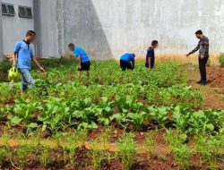 Sulap Lahan Kosong Jadi Kebun Produktif, Lapas Cibinong Bekali Warga Binaan Keterampilan Bertani