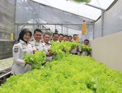 Tetap Produktif dan Mandiri, Lapas Cibinong Panen Selada Hidroponik 45 Kg Hasil Pembinaan Warga Binaan