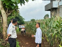 Pastikan Panen Raya Berjalan Lancar, Karutan Jawad Cirry Tinjau Langsung Kesiapan Panen Raya di Lahan Jagung Milik Rutan Sukadana