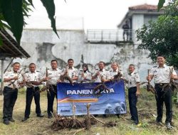 Panen Raya Serentak, Lapas Brebes Perkuat Ketahanan Pangan Lewat Panen Jamur Tiram dan Singkong