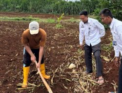 Perkuat Program Kemandirian, Rutan Sukadana Siapkan Lahan Jagung untuk Ketahanan Pangan