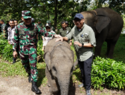 Gubernur Lampung Dorong Penanganan Terpadu Konflik Gajah-Manusia di Way Kambas