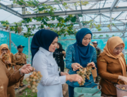 Panen Anggur dan Melon di PKK Agro Park, Ketua TP.PKK Provinsi Lampung Dorong Pemanfaatan Pekarangan Produktif