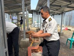 Dukung Ketahanan Pangan, Lapas Kelas IIB Waykanan Kembangkan Peternakan Ayam Petelur Bagi Warga Binaan