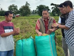 Diawal 2026, Capaian Pengadaan Gabah Bulog Kanwil Lampung Telah Capai 101 Ribu Ton GKP