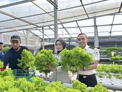 Tembus Pasar Dapur MBG, Lapas Kelas I Bandar Lampung Dipercaya Suplai 20 Kg Sayur Hidroponik Tiap Minggu