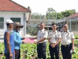Dukung Ketahanan Pangan, Lapas Kotaagung Gelar Panen Sawi dan Pembagian Premi
