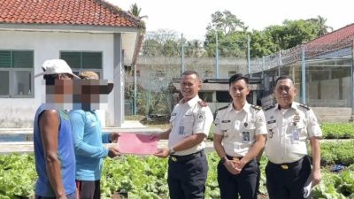 Dukung Ketahanan Pangan, Lapas Kotaagung Gelar Panen Sawi dan Pembagian Premi
