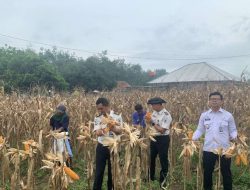 Wujud Nyata Ketahanan Pangan, Lapas Kelas IIB Way Kanan Laksanakan Panen Raya Jagung
