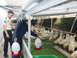 Warga Binaan Lapas Cibinong Sukses Kembangkan Program Pembinaan Peternakan Hingga Hasilkan 1200 Ekor Bebek Sebulan