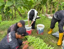 Wujud Nyata Pembinaan Kemandirian, Lapas Kelas IIA Karanganyar Nusakambangan Gelar Panen Kangkung Bersama