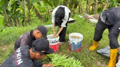 Wujud Nyata Pembinaan Kemandirian, Lapas Kelas IIA Karanganyar Nusakambangan Gelar Panen Kangkung Bersama