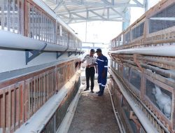 Dukungan Program Ketahanan Pangan, Kebun Inovasi Lapas Cibinong Jadi Wadah Pembinaan Produktif Bagi Warga Binaan