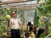 Kepala Lapas Banyuasin Kembali Lakukan Panen Ketiga Melon Inthanon Sebanyak 2,5 Ton