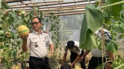 Kepala Lapas Banyuasin Kembali Lakukan Panen Ketiga Melon Inthanon Sebanyak 2,5 Ton