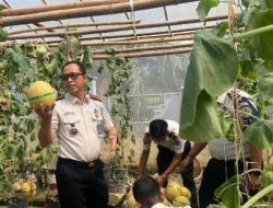 Kepala Lapas Banyuasin Kembali Lakukan Panen Ketiga Melon Inthanon Sebanyak 2,5 Ton