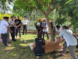 Lapas Kelas IIB Ampana Laksanakan Penyembelihan Hewan Kurban Idul Adha 1447 H