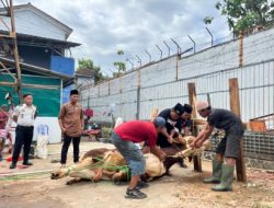 Semangat Kurban Satukan Kebersamaan, Rutan Sukadana Sembelih 12 Hewan Kurban