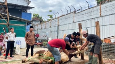 Semangat Kurban Satukan Kebersamaan, Rutan Sukadana Sembelih 12 Hewan Kurban