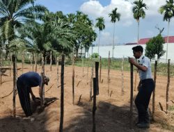 Lapas Kelas IIB Muara Tebo Kembali Tanam Bibit Mentimun dari Program Pembinaan Kemandirian Warga Binaan