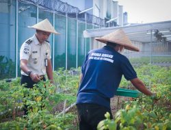 Panen Cabai, Warga Binaan Lapas Cibinong Dibekali Keterampilan Pertanian untuk Masa Depan Yang Lebih Baik
