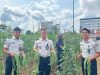 Lapas Muara Tebo Kembali Panen Kacang Panjang Hasil Pembinaan Warga Binaan