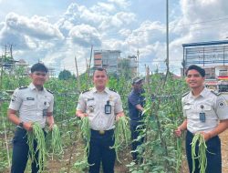 Lapas Muara Tebo Kembali Panen Kacang Panjang Hasil Pembinaan Warga Binaan