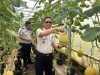 Lapas Banyuasin Kembali Hasilkan Lebih dari Satu Ton Panen Melon Inthanon Budidaya Warga Binaan