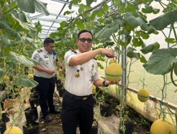 Lapas Banyuasin Kembali Hasilkan Lebih dari Satu Ton Panen Melon Inthanon Budidaya Warga Binaan