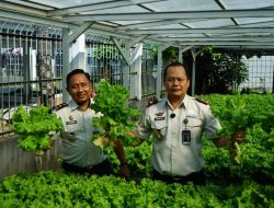 Kepala Lapas Makassar Pimpin Panen Selada Hasil Pembinaan Warga Binaan Dalam Perkuat Ketahanan Pangan