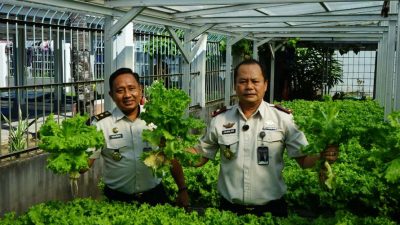 Kepala Lapas Makassar Pimpin Panen Selada Hasil Pembinaan Warga Binaan Dalam Perkuat Ketahanan Pangan