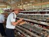 Lapas Muara Tebo Panen Telur Ayam Hasil Pembinaan Kemandirian Bidang Peternakan