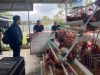 Rutan Bandar Lampung Perkuat Ketahanan Pangan Lewat Budidaya 250 Ayam Petelur