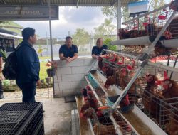Rutan Bandar Lampung Perkuat Ketahanan Pangan Lewat Budidaya 250 Ayam Petelur