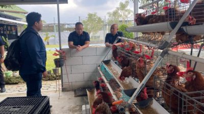 Rutan Bandar Lampung Perkuat Ketahanan Pangan Lewat Budidaya 250 Ayam Petelur