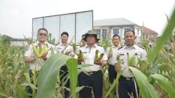 Kalapas Sastra Irawan Beserta Jajaran Lapas Gunung Sugih Gelar Panen Jagung Sebagai Wujud Nyata Dukung Ketahanan Pangan