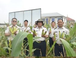Kalapas Sastra Irawan Beserta Jajaran Lapas Gunung Sugih Gelar Panen Jagung Sebagai Wujud Nyata Dukung Ketahanan Pangan