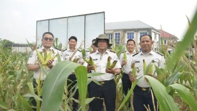 Kalapas Sastra Irawan Beserta Jajaran Lapas Gunung Sugih Gelar Panen Jagung Sebagai Wujud Nyata Dukung Ketahanan Pangan