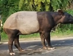 Tapir Disembelih, Ahli Hukum Lingkungan UBL Sebut Keadilan Ekologis Ikut Mati