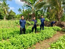 Lapas Muara Tebo Panen Ratusan Ikat Kangkung Hasil Pembinaan Kemandirian Hasil Karya Warga Binaan