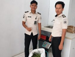 Lapas Muara Tebo Panen 15 Kg Buncis Hasil Program Pembinaan Kemandirian Bagi Warga Binaan