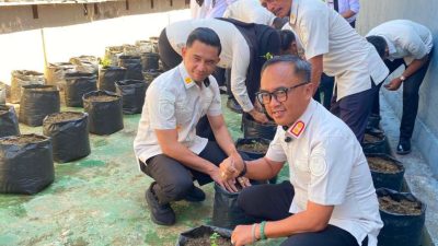 Kalapas Kelas IIB Kota Bakti Laksanakan Kegiatan Pemindahan Bibit Tanaman Tomat